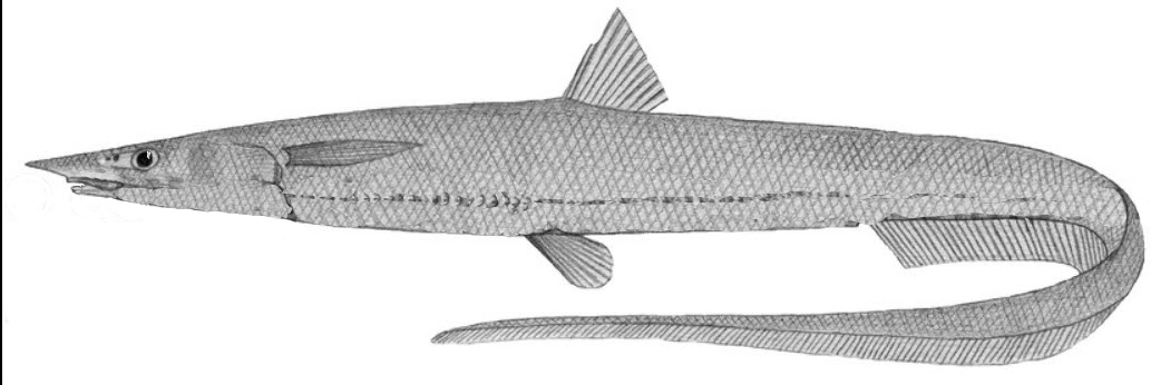 Halosaurus guentheri_01.jpg